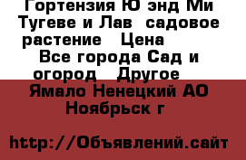 Гортензия Ю энд Ми Тугеве и Лав, садовое растение › Цена ­ 550 - Все города Сад и огород » Другое   . Ямало-Ненецкий АО,Ноябрьск г.